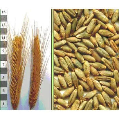 Харківське 98 / Харьковское 98