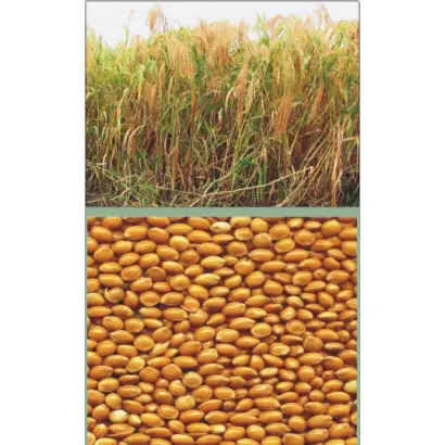 ХАРКІВСЬКЕ 31 / ХАРЬКОВСКОЕ 31