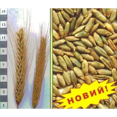 ПЕРВІСТОК F1 / ПЕРВИСТОК F1