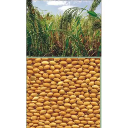 СЛОБОЖАНСЬКЕ / СЛОБОЖАНСКОЕ