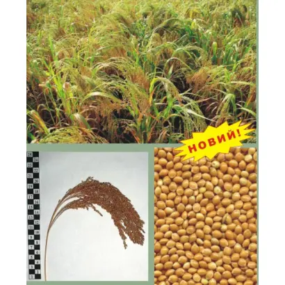 ЮВІЛЕЙНЕ / ЮВИЛЕЙНОЕ