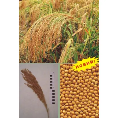 КОЗАЦЬКЕ / КОЗАЦКОЕ