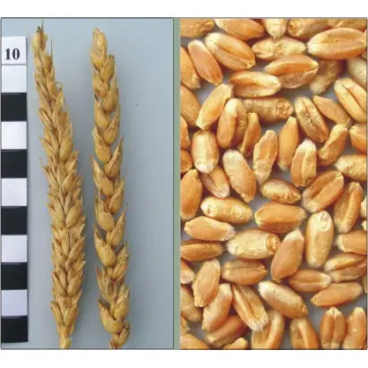 ХАРКІВСЬКА 30 / ХАРЬКОВСКАЯ 30