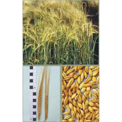 ФЕНІКС / ФЕНИКС