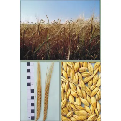 ЕФЕКТ / ЭФФЕКТ