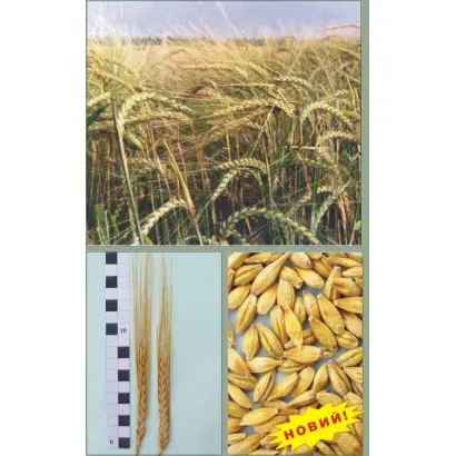 ЕТИКЕТ / ЭТИКЕТ