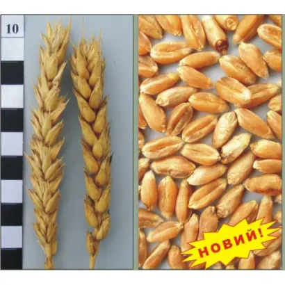 ГЕРОЇНЯ / ГЕРОИНЯ