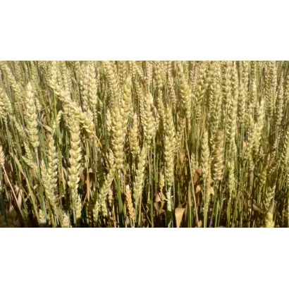 НС 100/01 / NS 100/01