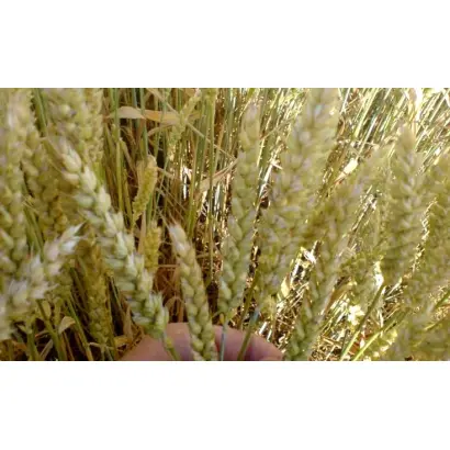 НС 124/01 / NS 124/01