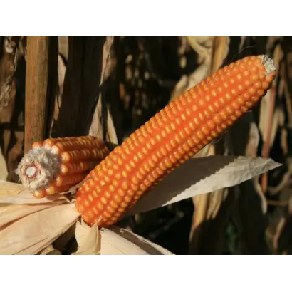 Эден Стар / Eden Star