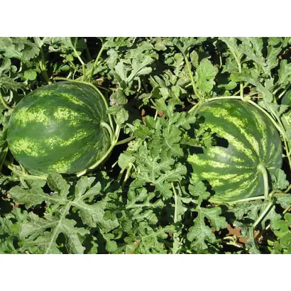 Кримсон Свит