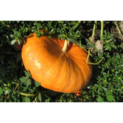 РУЖ ВИФ Де`ТАМП