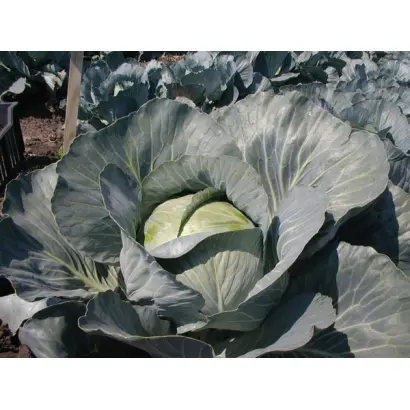 БРИГАДИР F1 / BRIGADIER F1