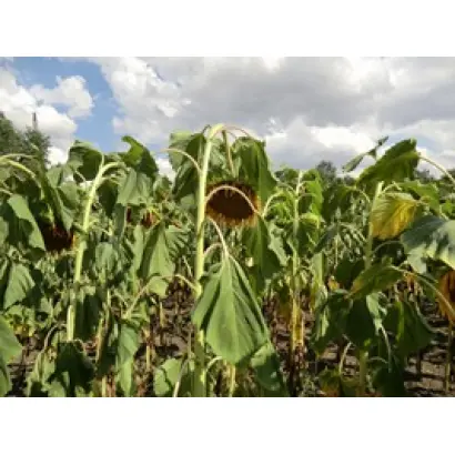 КЕЛВИН - 696 / CELVIN - 696