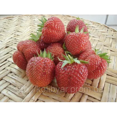 МОЛЛИНГ ПАНДОРА