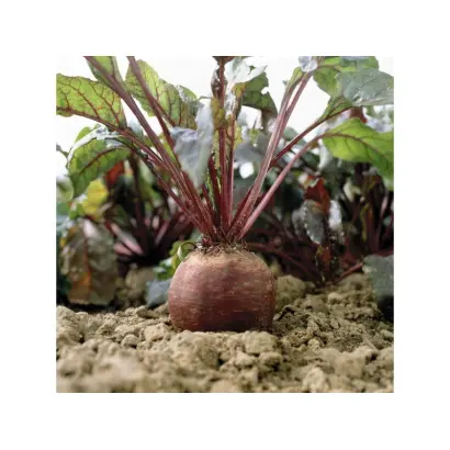 Боливар / Bolivar