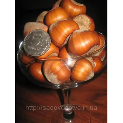 Трапезунд / Trapezund 