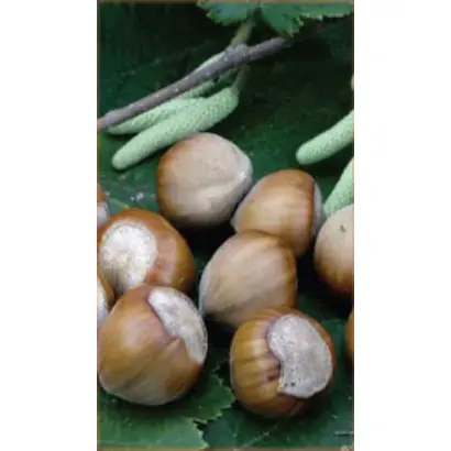 Барселонский