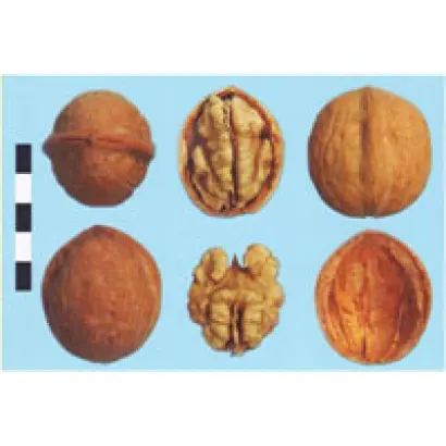 Черновецкий