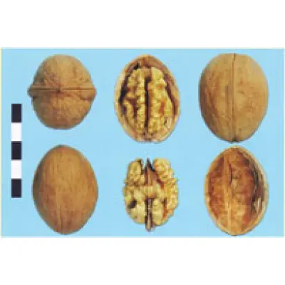 Клишковский