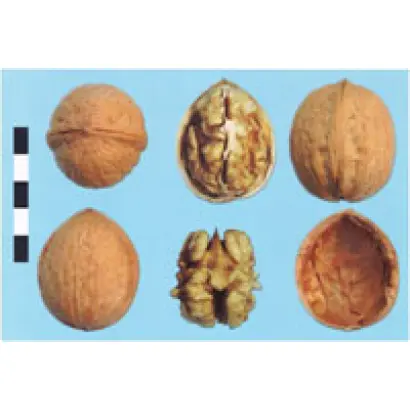 Буковинский 1