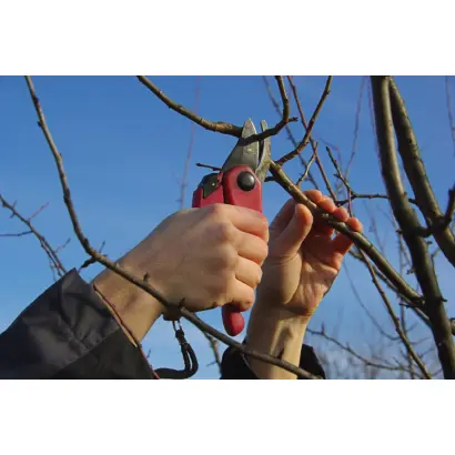 Обрезка плодовых деревьев