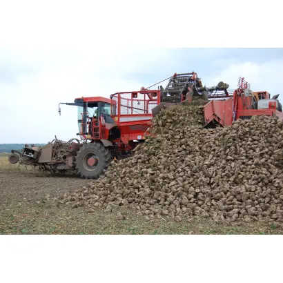 Уборка сахарной свеклы