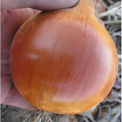 Констанза F1