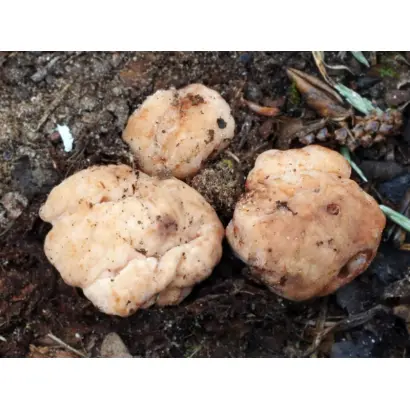 Трюфель белый