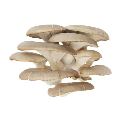 Вешанка беловатая