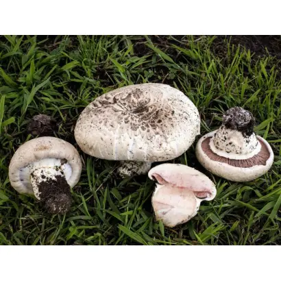 Шампиньон растрескивающийся