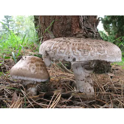 шампиньон «Паровой»