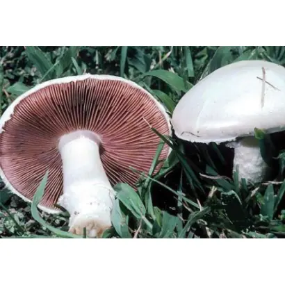 Шампиньон луговой