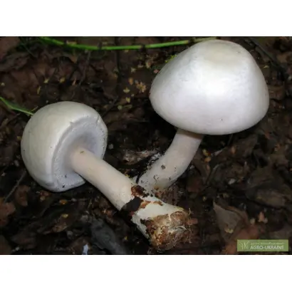 Шампиньон кривой