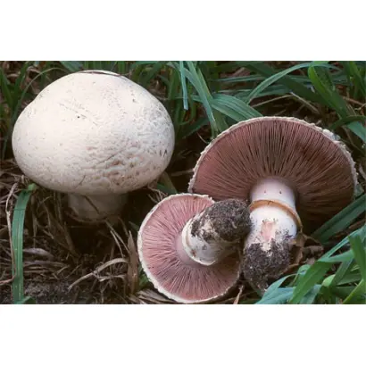 Шампиньон двуспоровый