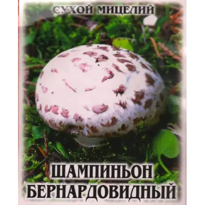 Шампиньон бернардовидный