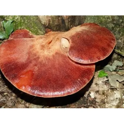 Печеночница