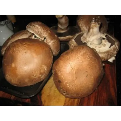 Шампиньон королевский