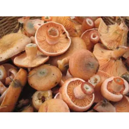 Рыжик настоящий