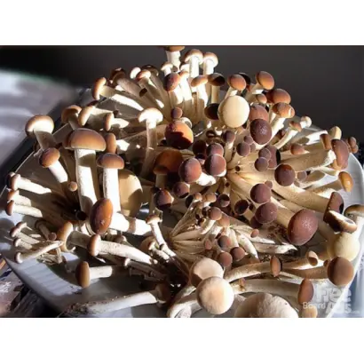 Агроцибе тополевый