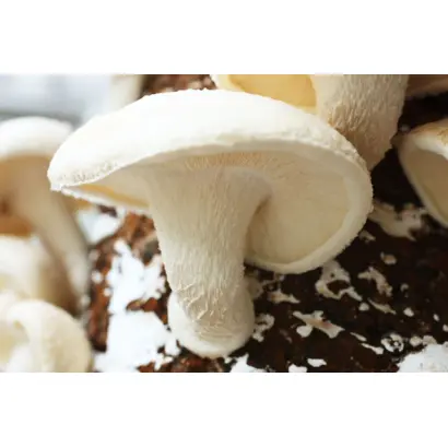 Шиитаке "Белый Китайский"