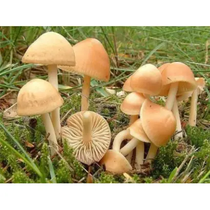 Опёнок луговой