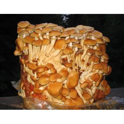 Опёнок намеко