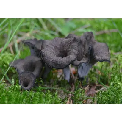 Лисичка серая