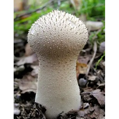 Дождевик шиповатый