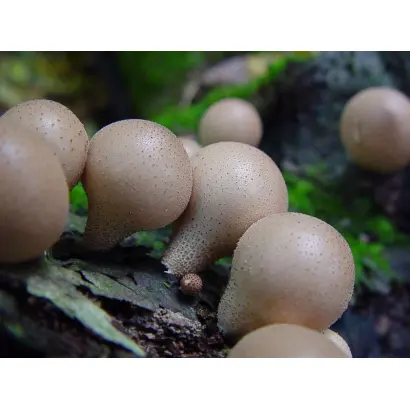 Дождевик грушевидный