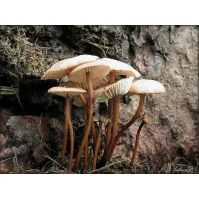 Чесночник обыкновенный