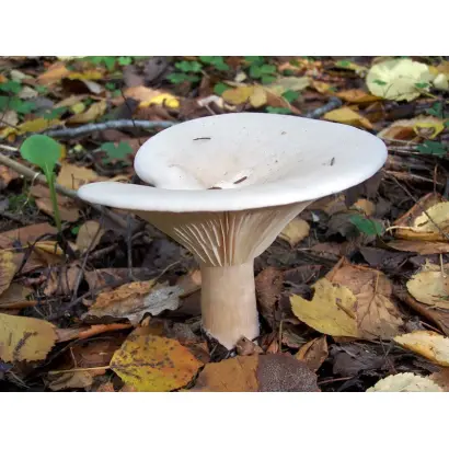 Говорушка гигантская