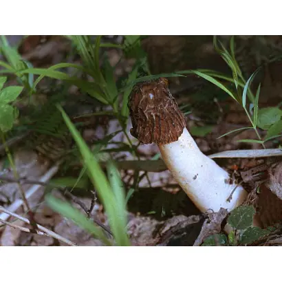 Сморчок полусвободный