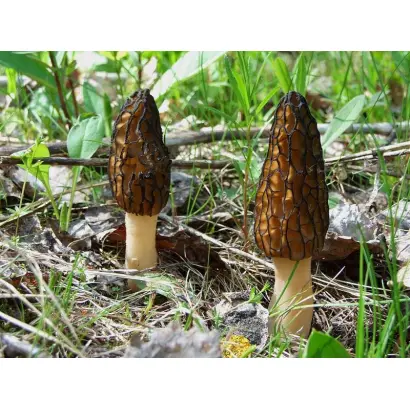 Сморчок конический